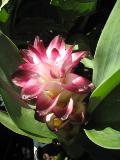  / Curcuma 